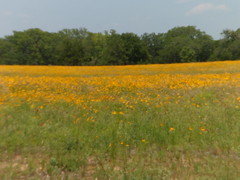 8177645236_673752cba9_m