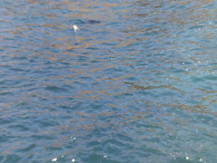 8233053153_ddb850091b_m