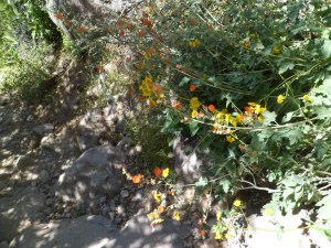 SAM_4358