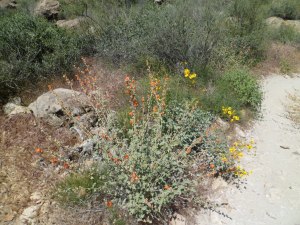 SAM_4374