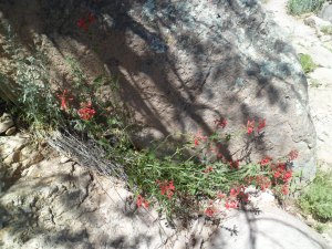 SAM_4389