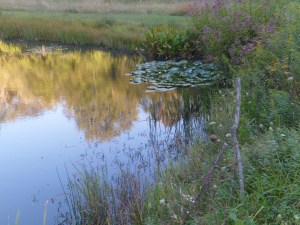 SAM_6831