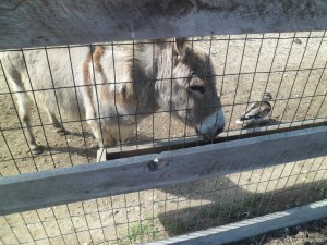 SAM_6918