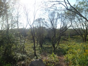 SAM_6975