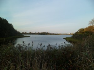 SAM_6984