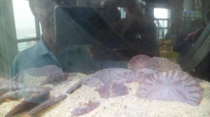 SAM_8343