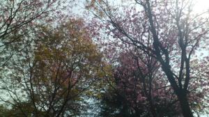SAM_8519