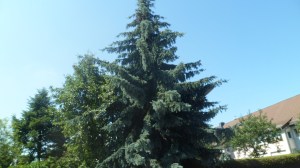 SAM_8876