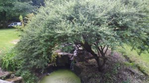 SAM_9554