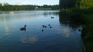 SAM_0806