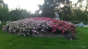 SAM_0887