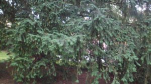 SAM_0933