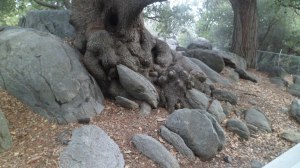 SAM_4574