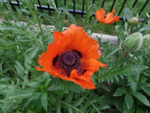 SAMSUNG CAMERA PICTURES