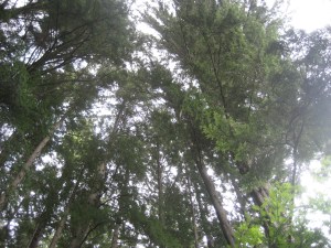 IMG_0795