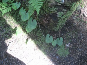 IMG_0819