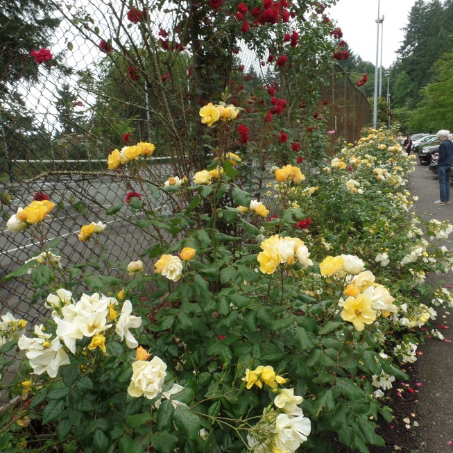 SAMSUNG CAMERA PICTURES