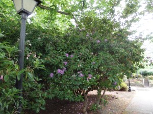 SAMSUNG CAMERA PICTURES