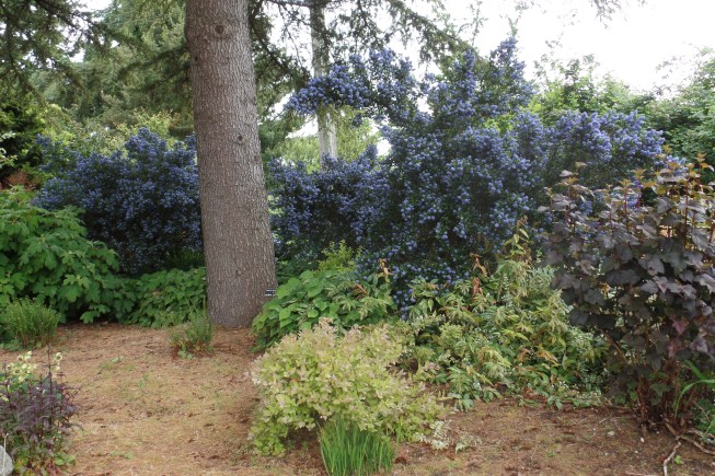 SAMSUNG CAMERA PICTURES