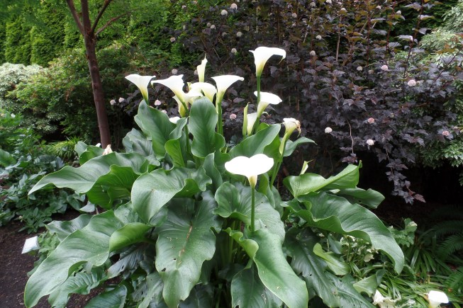 SAMSUNG CAMERA PICTURES