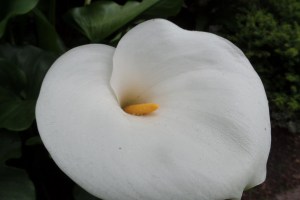 SAMSUNG CAMERA PICTURES