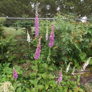 SAMSUNG CAMERA PICTURES