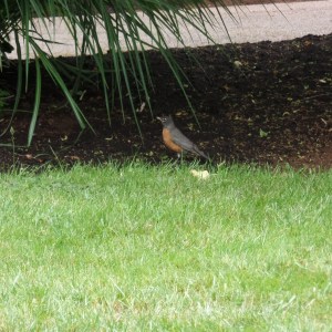 SAMSUNG CAMERA PICTURES