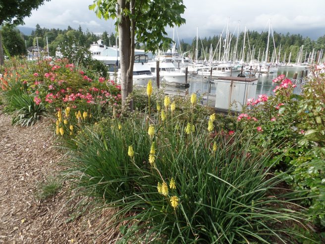 SAMSUNG CAMERA PICTURES