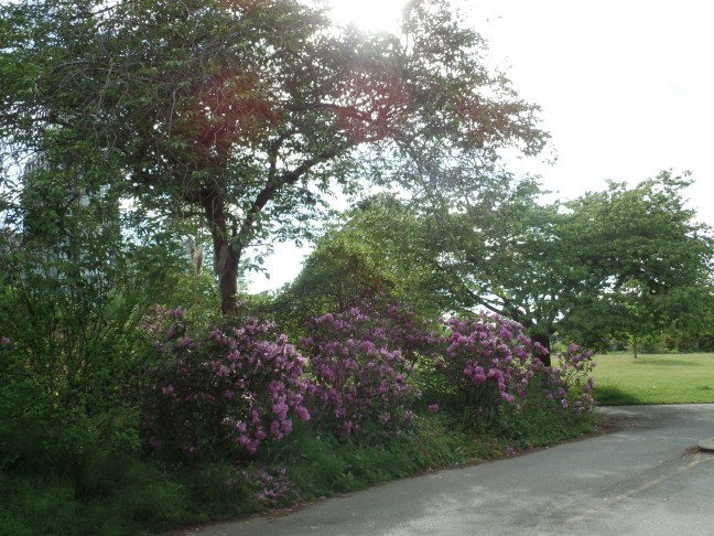 SAMSUNG CAMERA PICTURES