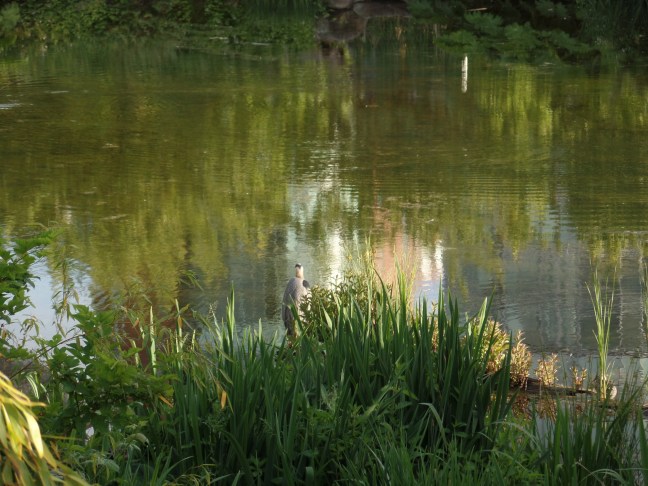 SAMSUNG CAMERA PICTURES