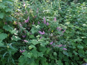 SAMSUNG CAMERA PICTURES