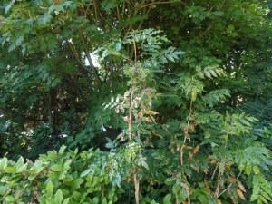 SAMSUNG CAMERA PICTURES