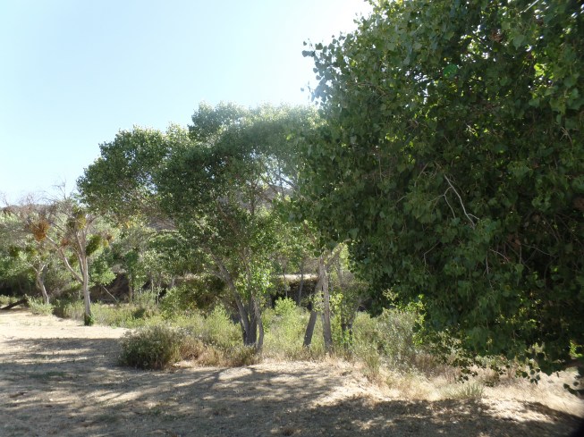 SAMSUNG CAMERA PICTURES