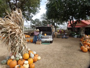 SAMSUNG CAMERA PICTURES