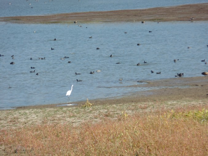 SAMSUNG CAMERA PICTURES