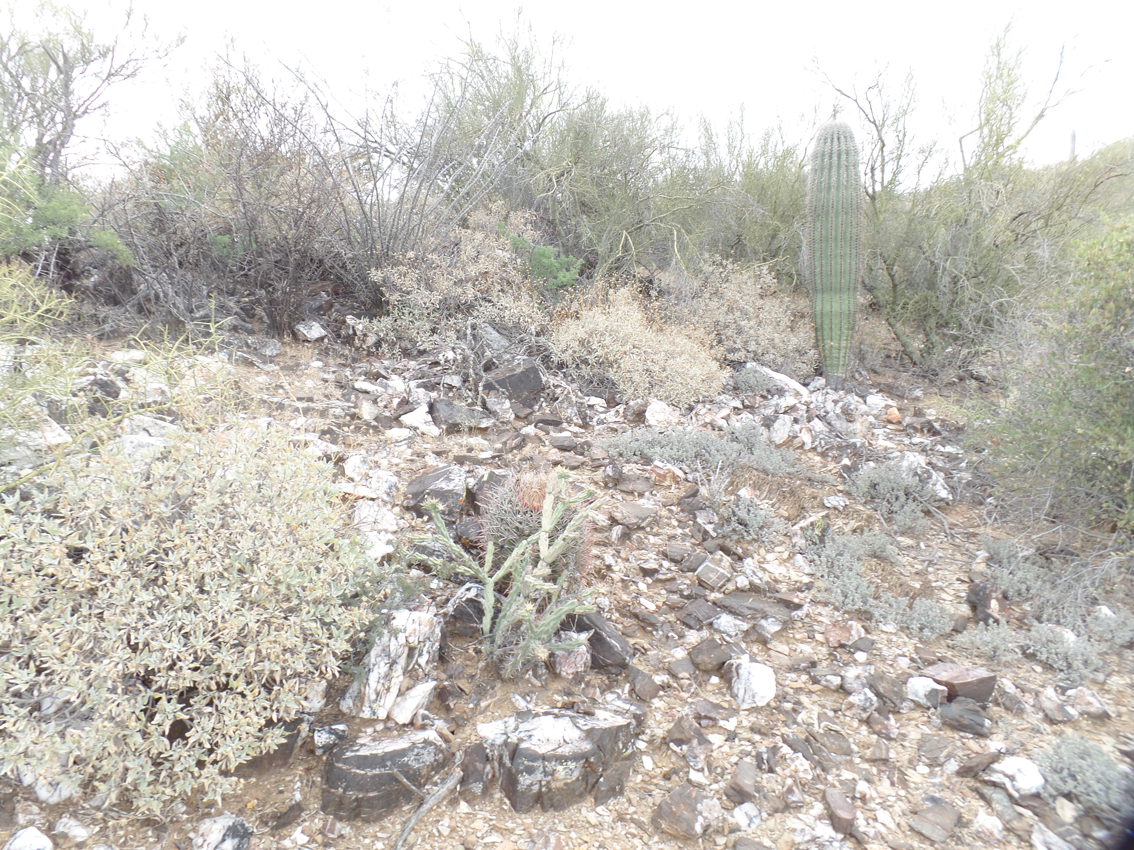 SAMSUNG CAMERA PICTURES