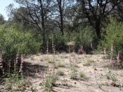 SAMSUNG CAMERA PICTURES