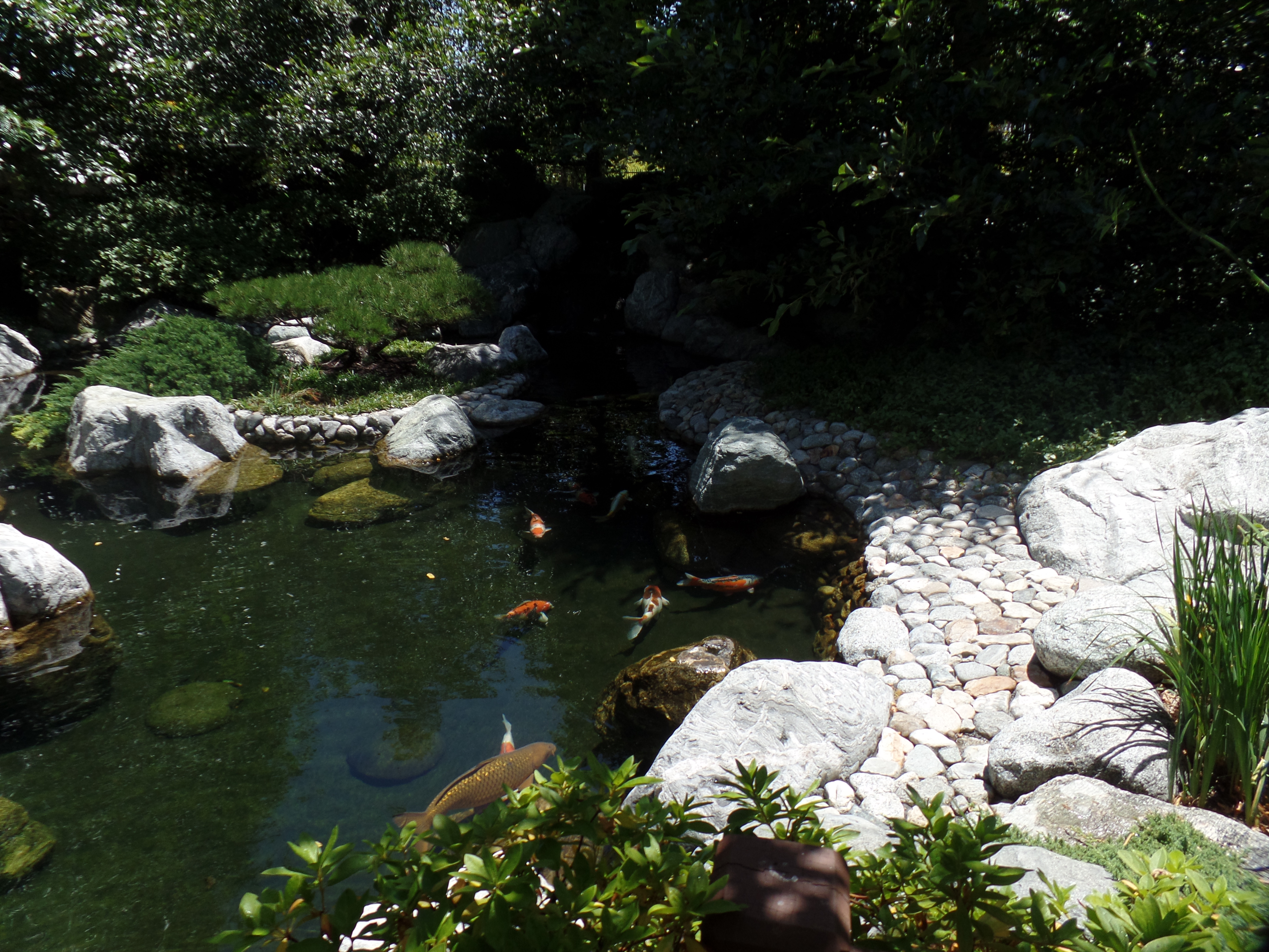 SAMSUNG CAMERA PICTURES