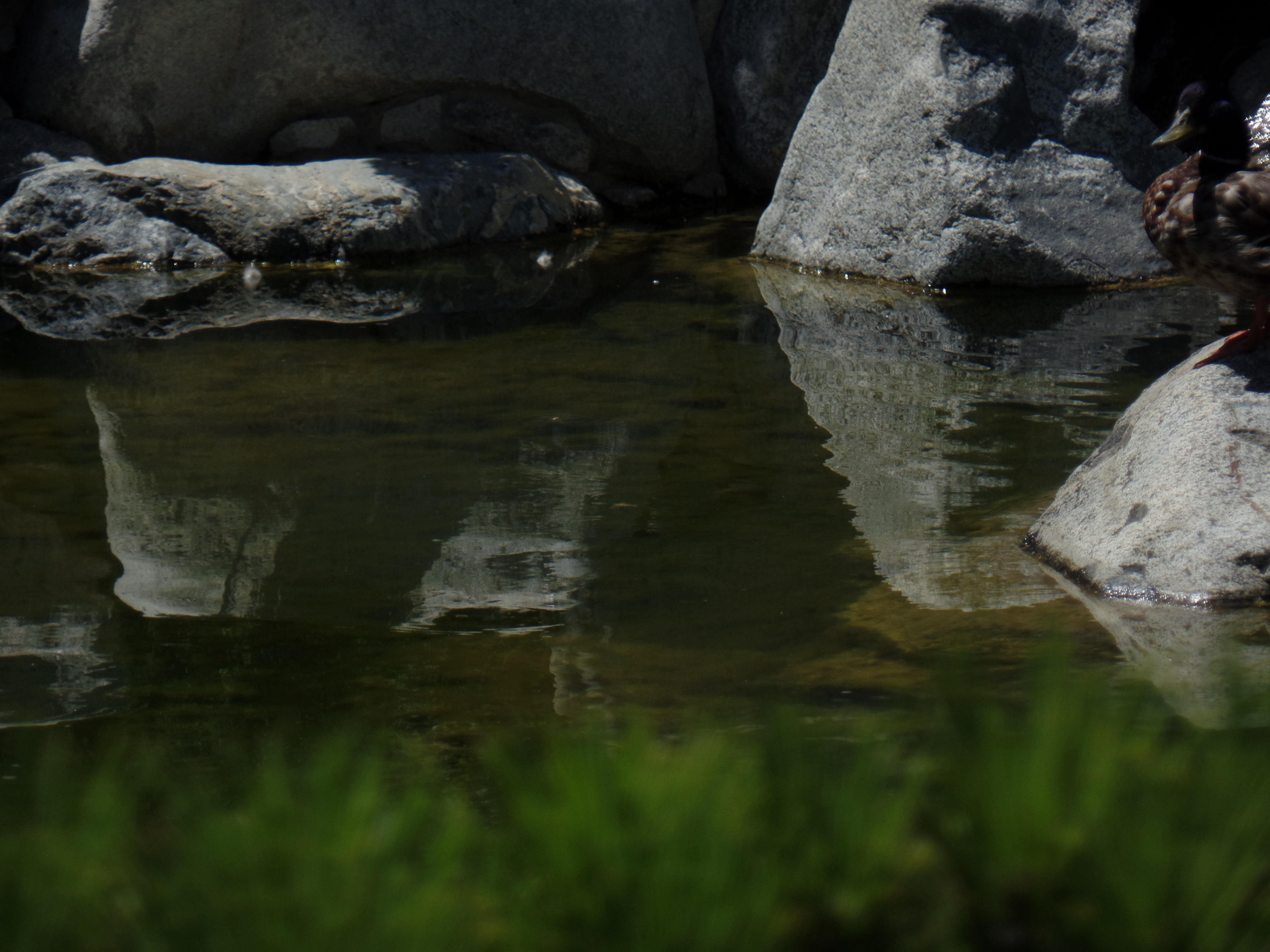 SAMSUNG CAMERA PICTURES