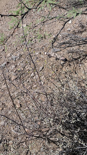 30195562533_7ecef46026