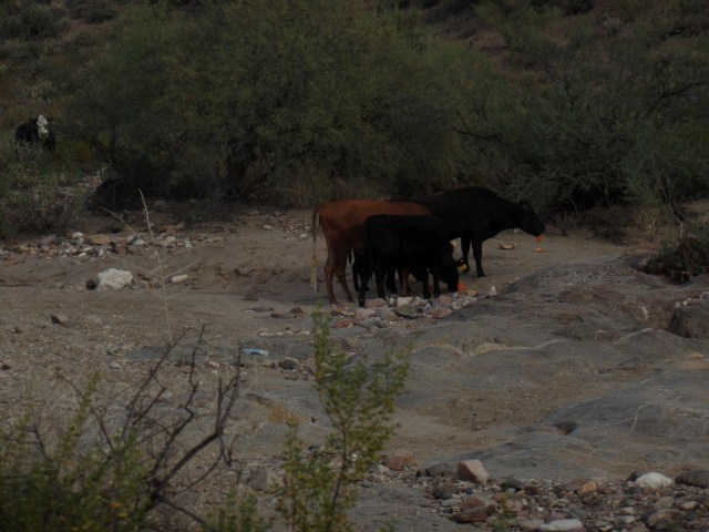 SAMSUNG CAMERA PICTURES