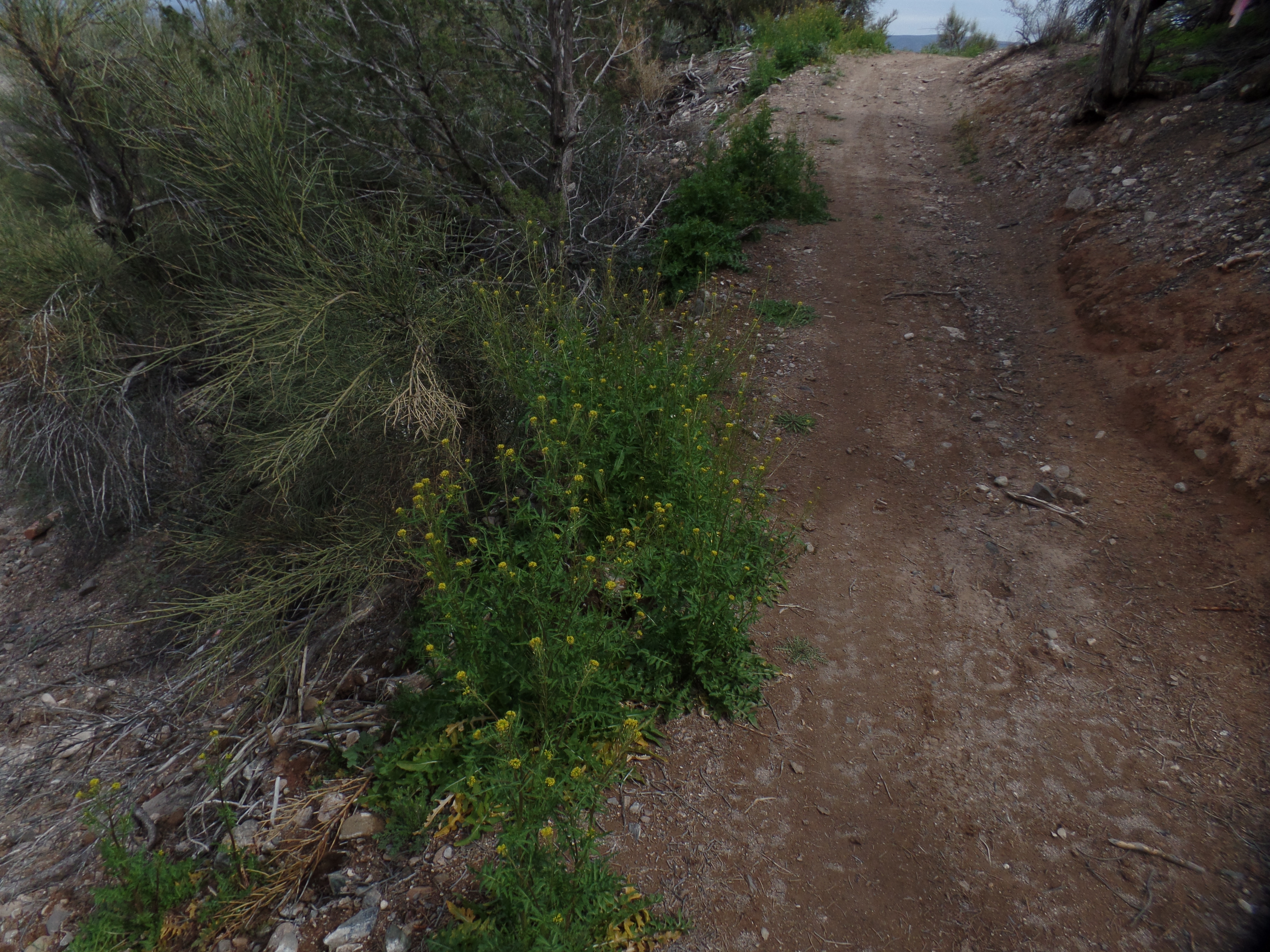 SAMSUNG CAMERA PICTURES