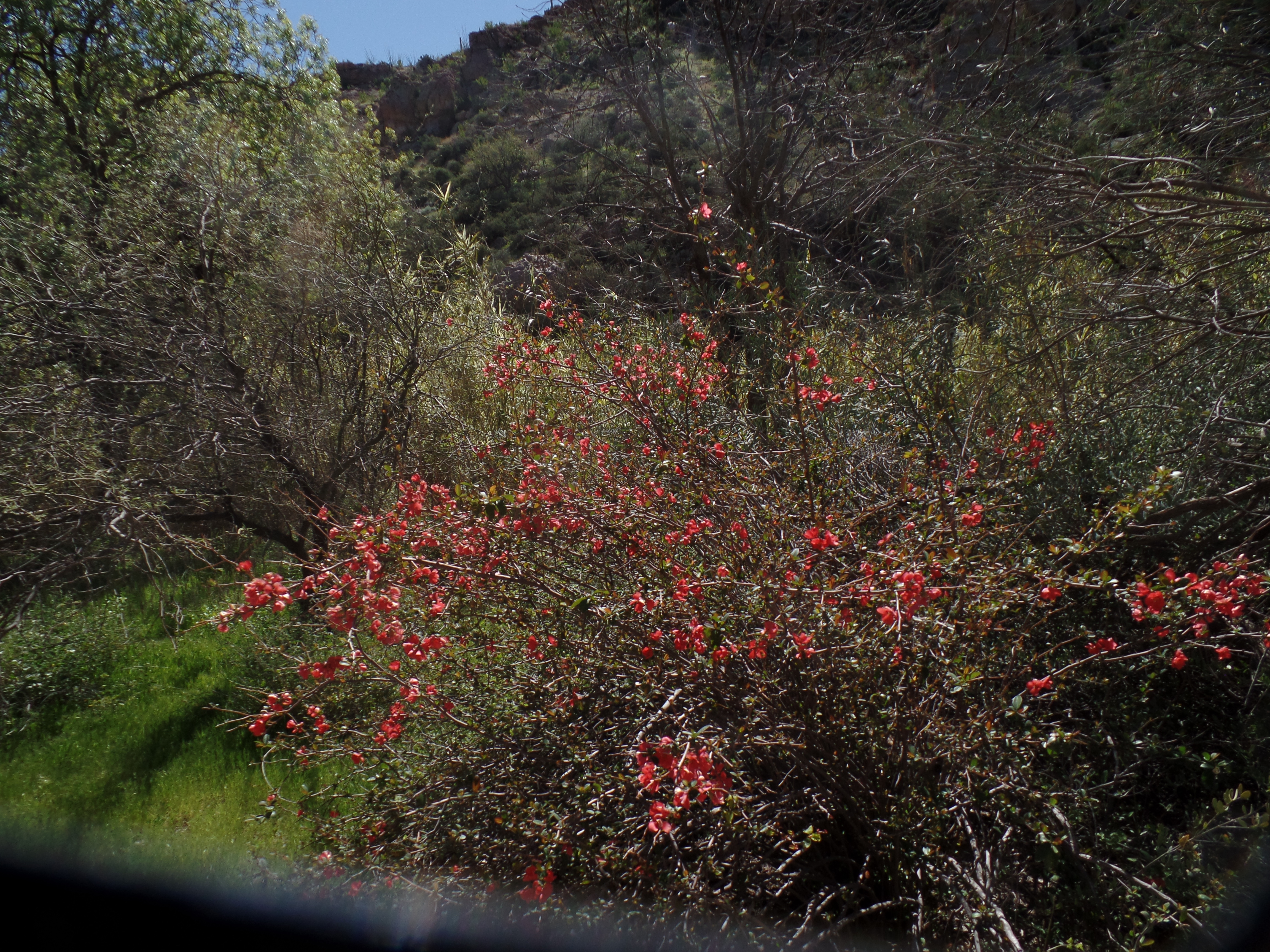 SAMSUNG CAMERA PICTURES