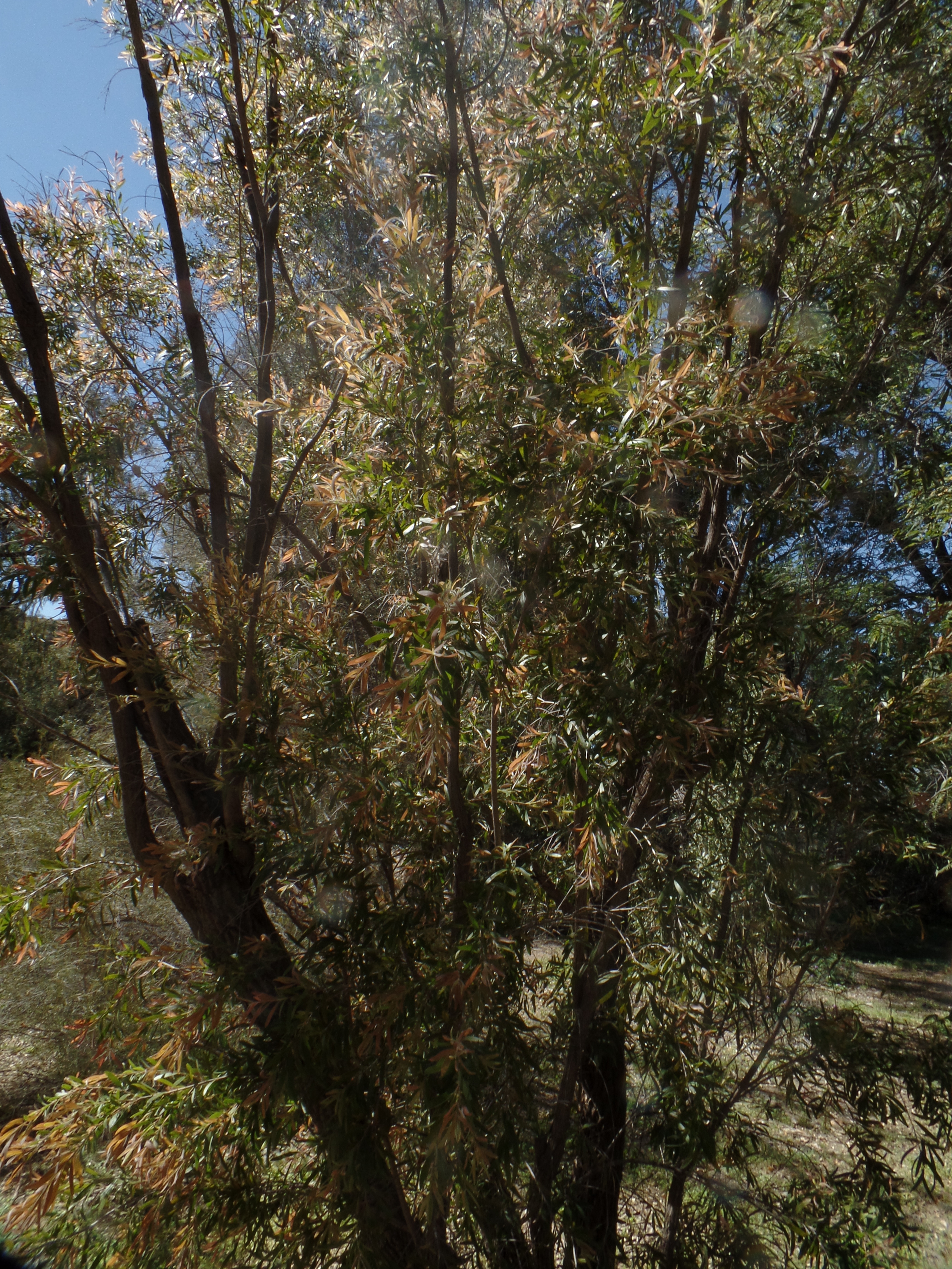 SAMSUNG CAMERA PICTURES