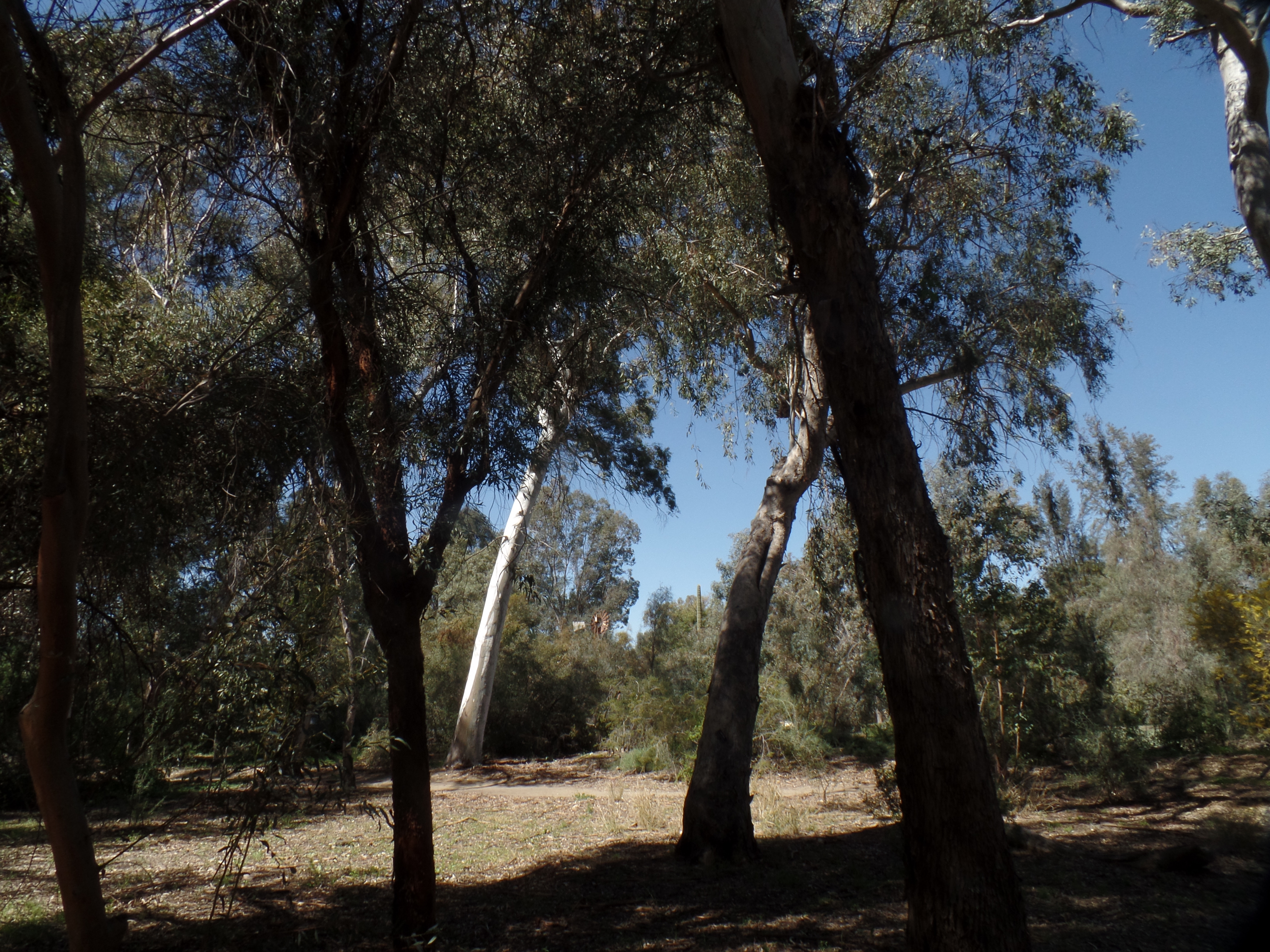 SAMSUNG CAMERA PICTURES