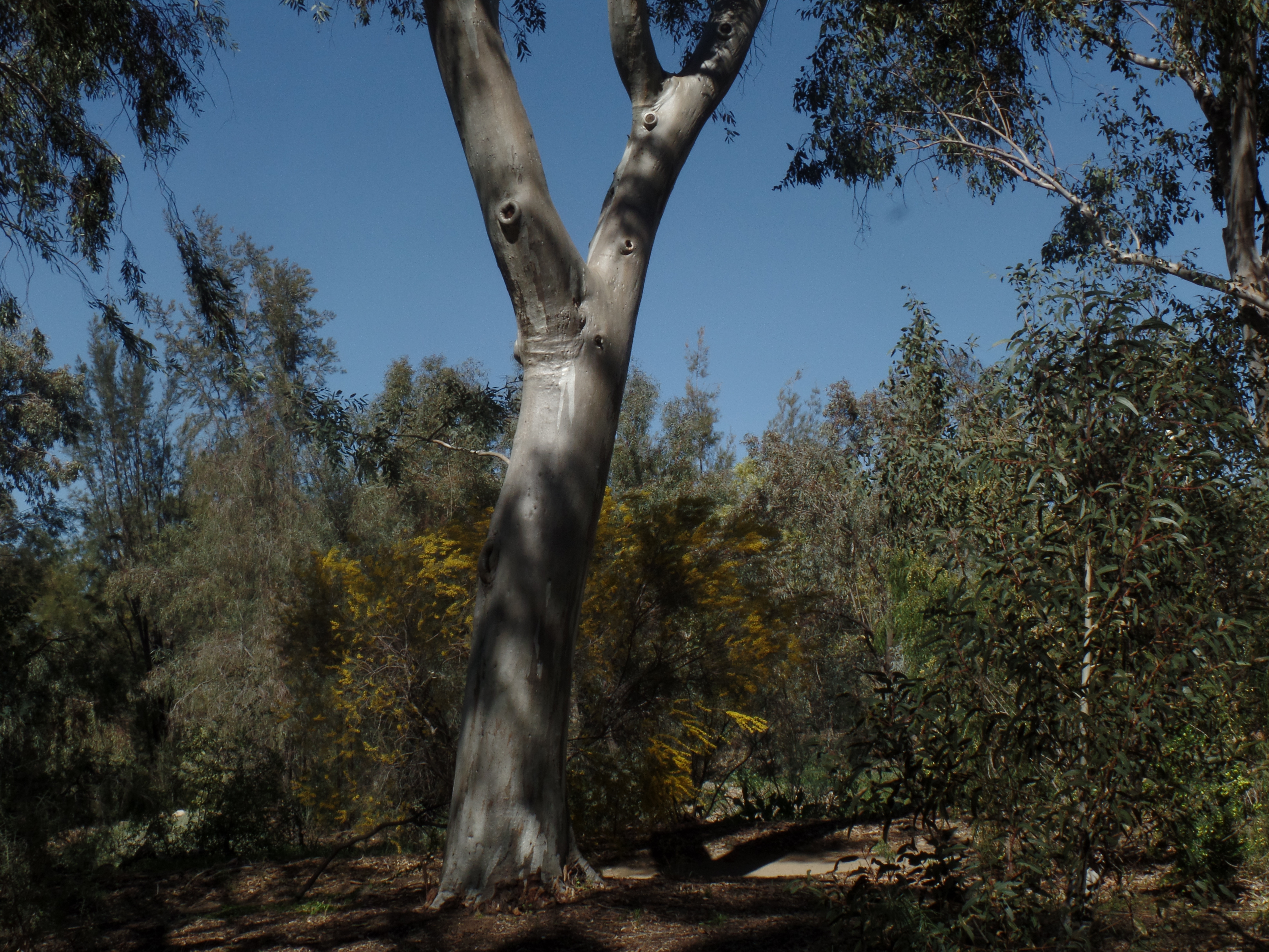 SAMSUNG CAMERA PICTURES