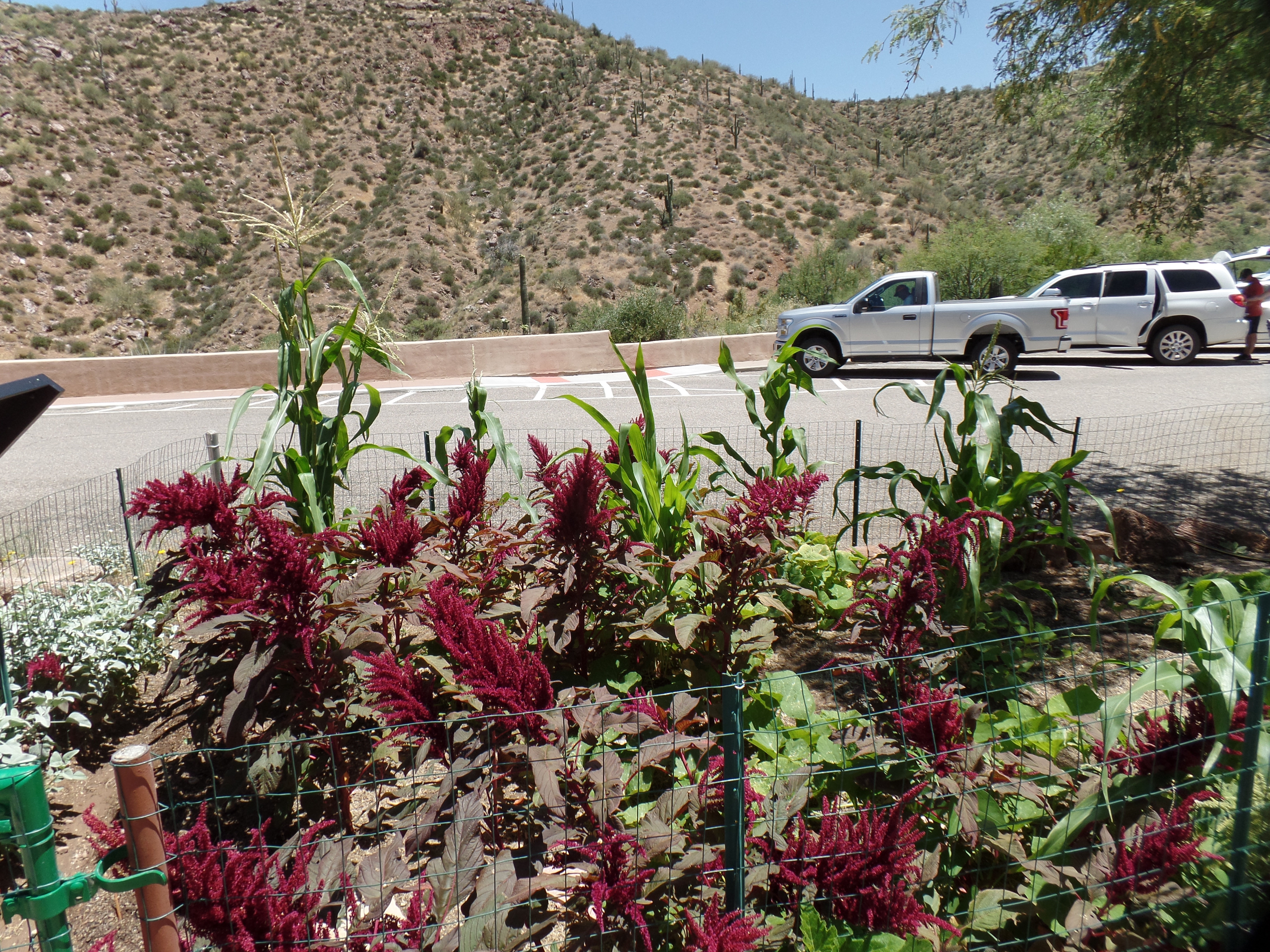 SAMSUNG CAMERA PICTURES