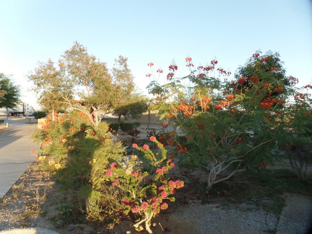 SAMSUNG CAMERA PICTURES