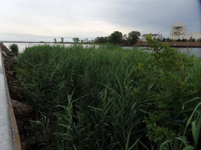 SAMSUNG CAMERA PICTURES