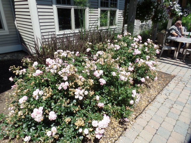 SAMSUNG CAMERA PICTURES